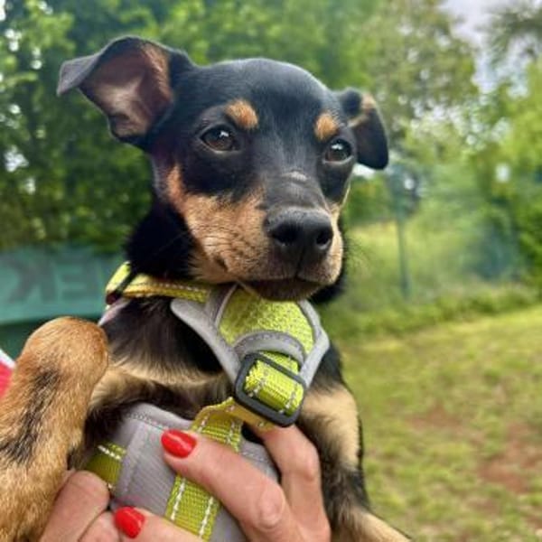 Chihuahuamix-Rüde, 6 Monate