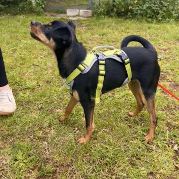 Chihuahuamix-Rüde, 6 Monate
