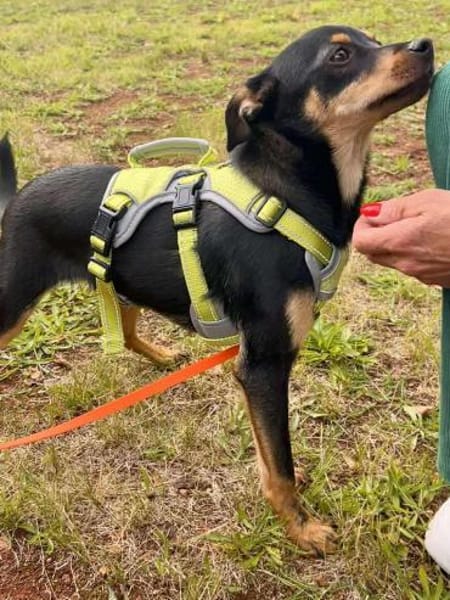 Chihuahuamix-Rüde, 6 Monate