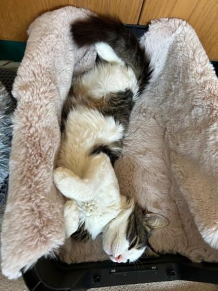 Titos aus dem Tierschutz