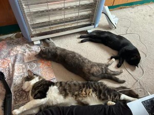 Titos aus dem Tierschutz