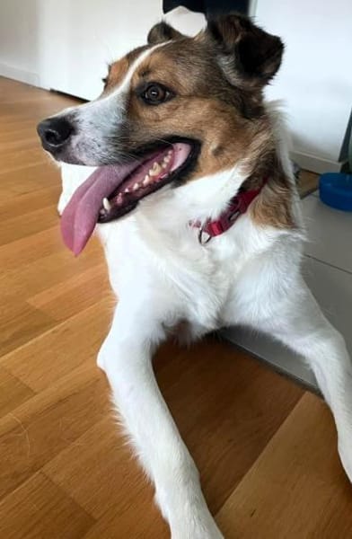 Wer entdeckt Barney-wartet in PLZ 12683
