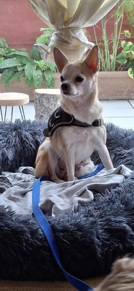 Pufi 7 J. Kleine Chihuahua-Prinzessin