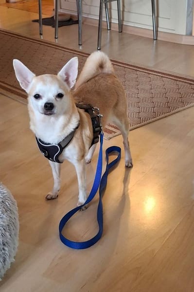 Pufi 7 J. Kleine Chihuahua-Prinzessin