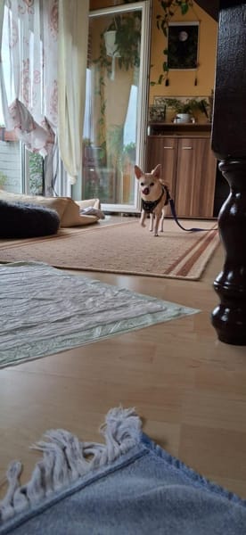 Pufi 7 J. Kleine Chihuahua-Prinzessin