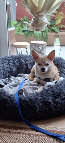 Pufi 7 J. Kleine Chihuahua-Prinzessin