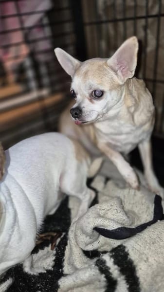 Pufi 7 J. Kleine Chihuahua-Prinzessin