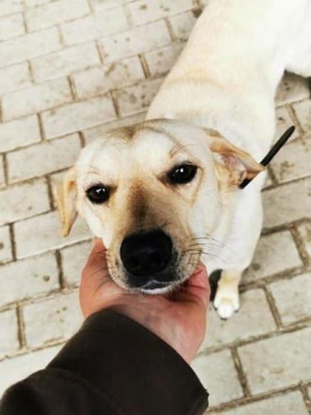 Rintintin su. Einzelplatz