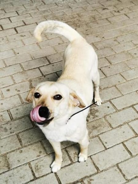 Rintintin su. Einzelplatz