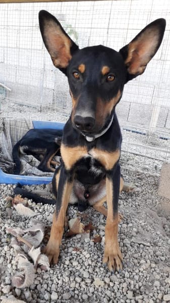 Komet liebt Abenteuer