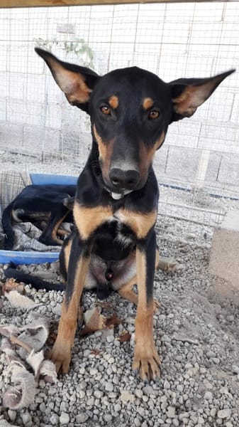 Komet liebt Abenteuer