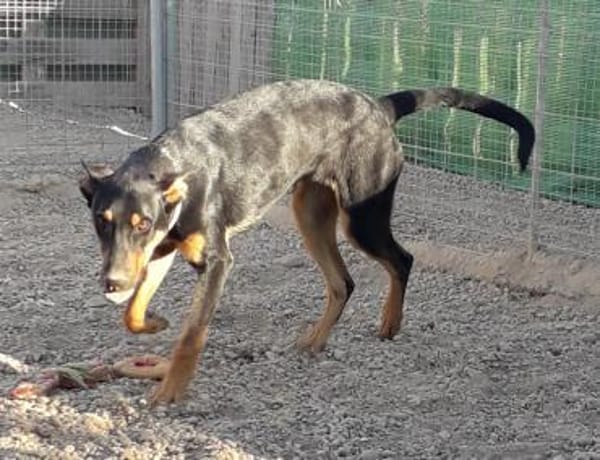 Komet liebt Abenteuer