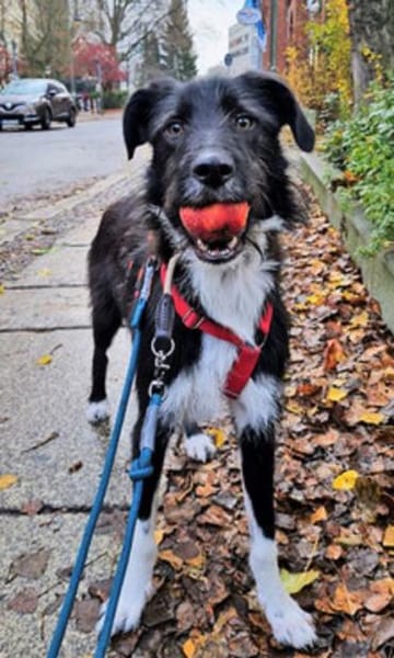DRINGEND: Otis ist ein charmanter Kerl