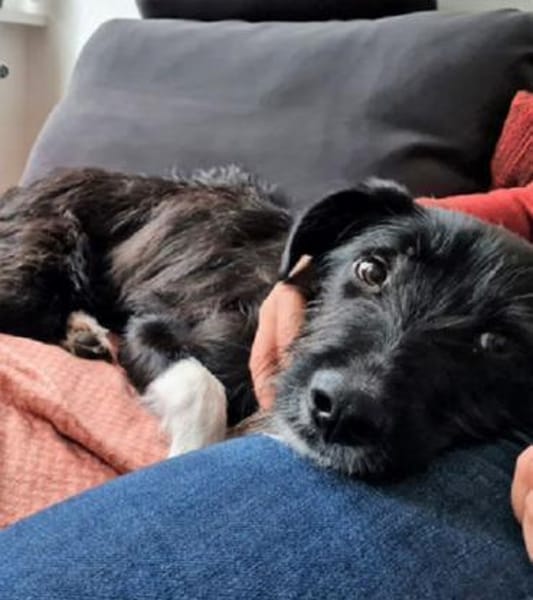 DRINGEND: Otis ist ein charmanter Kerl