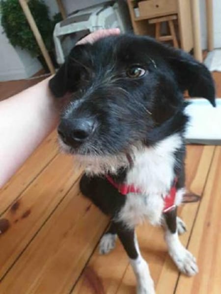 DRINGEND: Otis ist ein charmanter Kerl