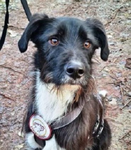 DRINGEND: Otis ist ein charmanter Kerl