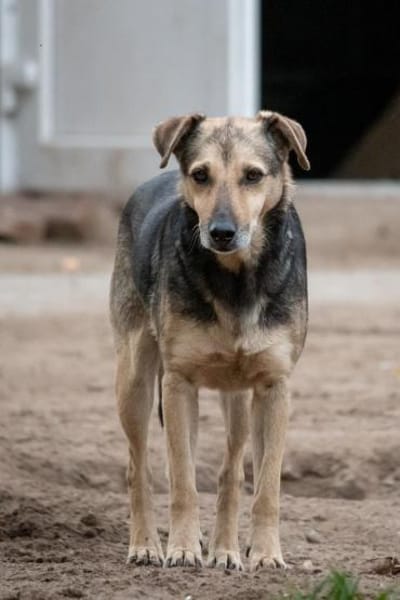 Schäferhund mix Arthur sucht ein Sofa
