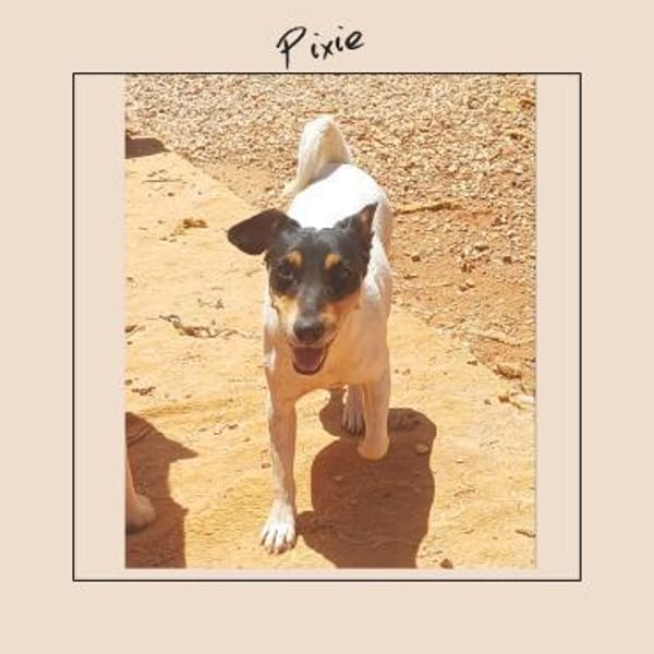 Jack Russel Fan`s aufgepasst: PIXIE :-)