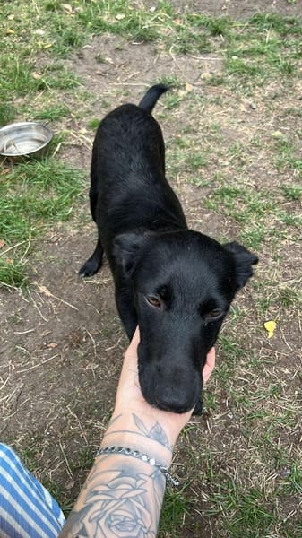 🐾🍀 Der süße Lukas sucht seine Menschen