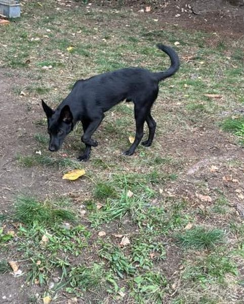 🐾🍀 Der süße Lukas sucht seine Menschen