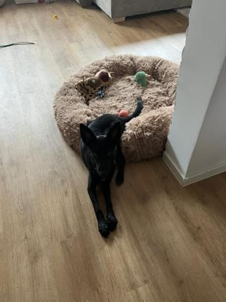 🐾🍀 Der süße Lukas sucht seine Menschen