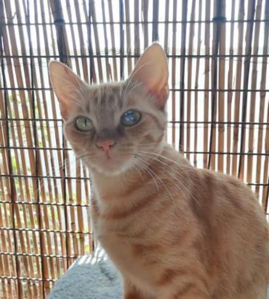 Browyn - tiefenentspannte Traumkatze