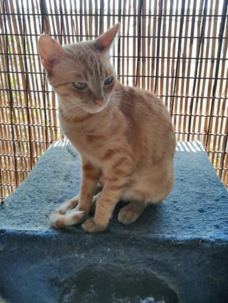 Browyn - tiefenentspannte Traumkatze