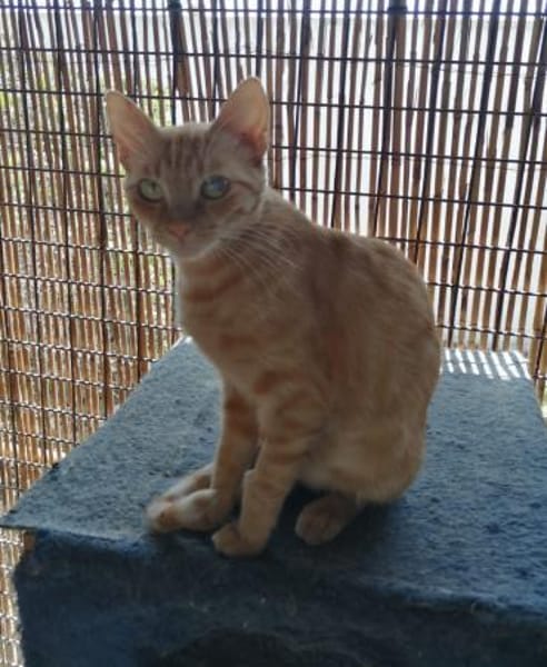 Browyn - tiefenentspannte Traumkatze