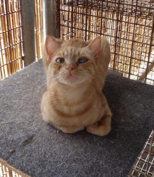 Browyn - tiefenentspannte Traumkatze