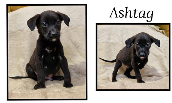 ASHTAG