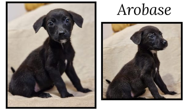 AROBASE( Réservée)