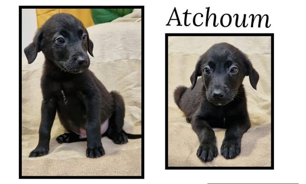Atchoum