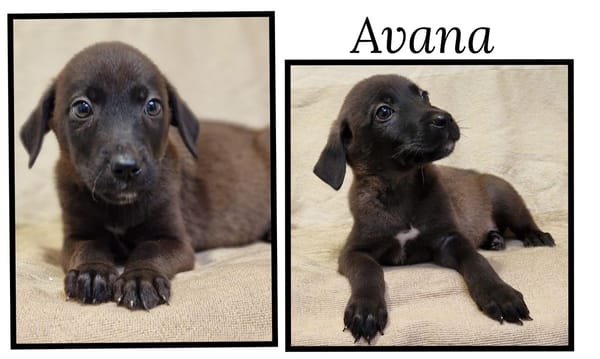 AVANA(Réservée)