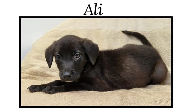 ALI
