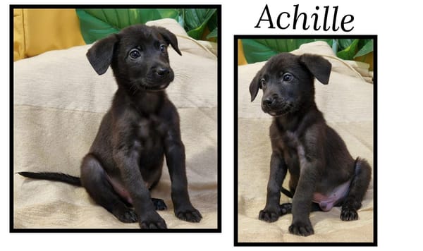 Achille
