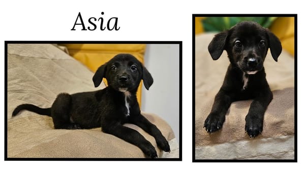 ASIA