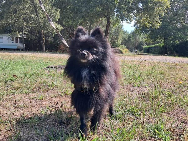 Wicket