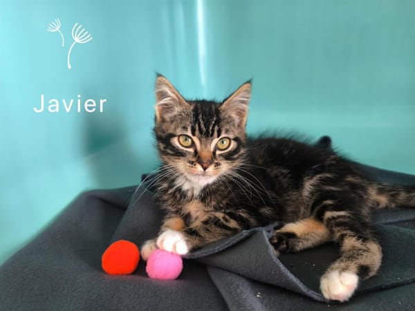 Javier