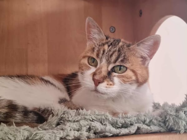 ELIA (adoption en cours)