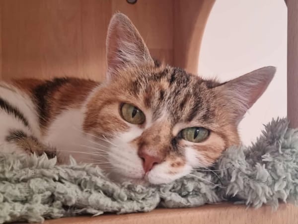 ELIA (adoption en cours)