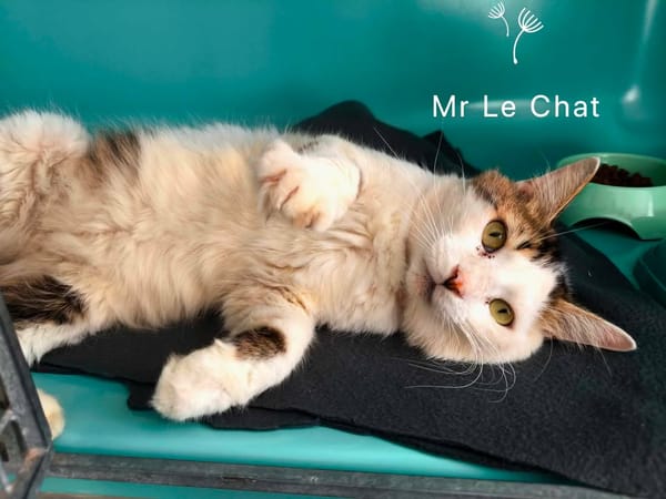 MR LECHAT