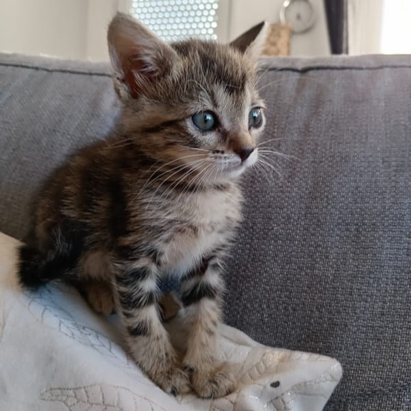 MYA