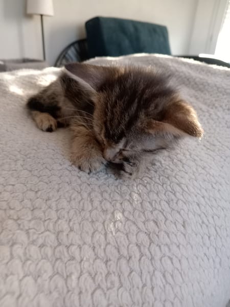 MYA