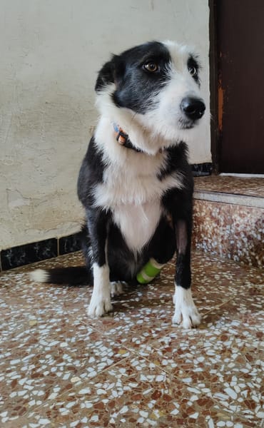 BRUMA (union animal)
