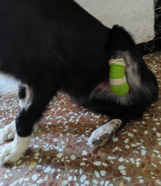 BRUMA (union animal)