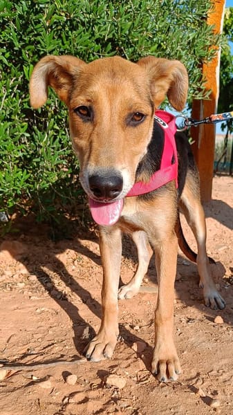 CALIMA (Animalea)