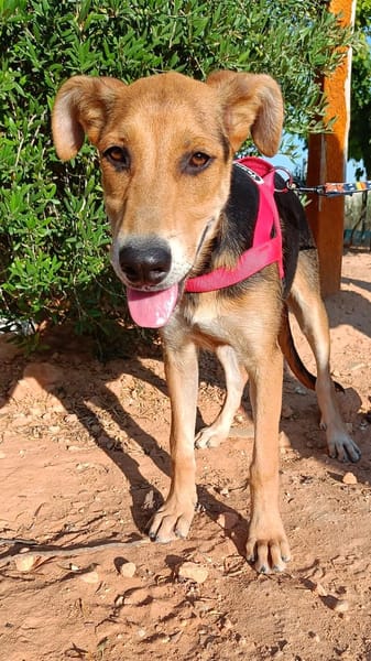 CALIMA (Animalea)