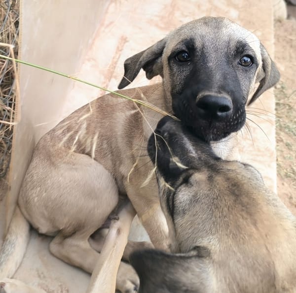 ELLY (Rescate)