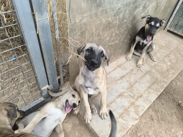 ELLY (Rescate)