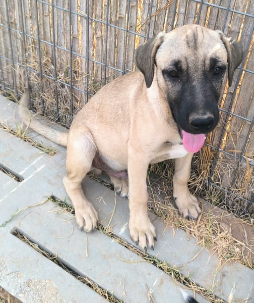 ELLY (Rescate)
